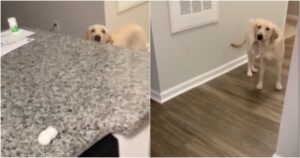 Labrador si rifiuta di prendere la medicina per le orecchie e la sua reazione è davvero esilarante (VIDEO)