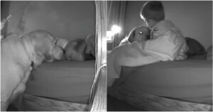 Labrador si sveglia all’alba per baciare e controllare che il suo fratellino umano stia bene (VIDEO)