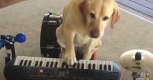 Labrador suona gli strumenti musicali per i pazienti e commuove tutti (VIDEO)
