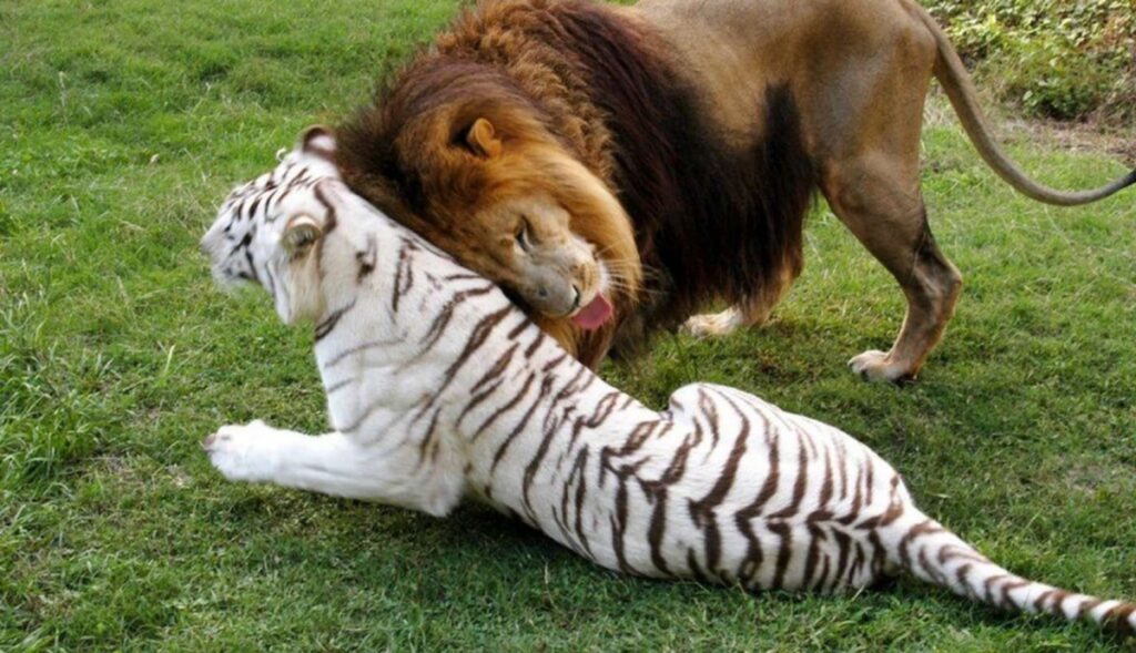 leone e tigre scappano insieme