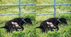 Cagnolina mamma legata a un cancello è stata abbandonata con i suoi cuccioli