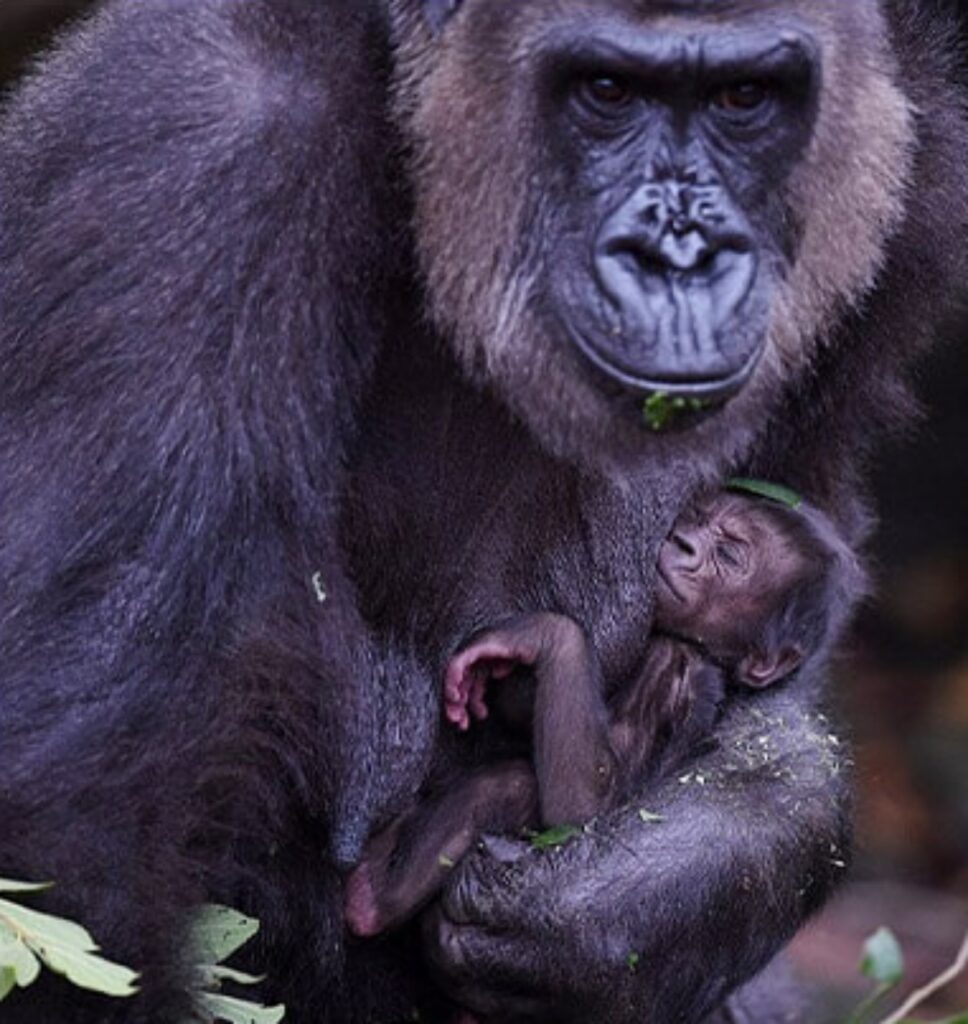 mamma gorilla abbraccia suo figlio