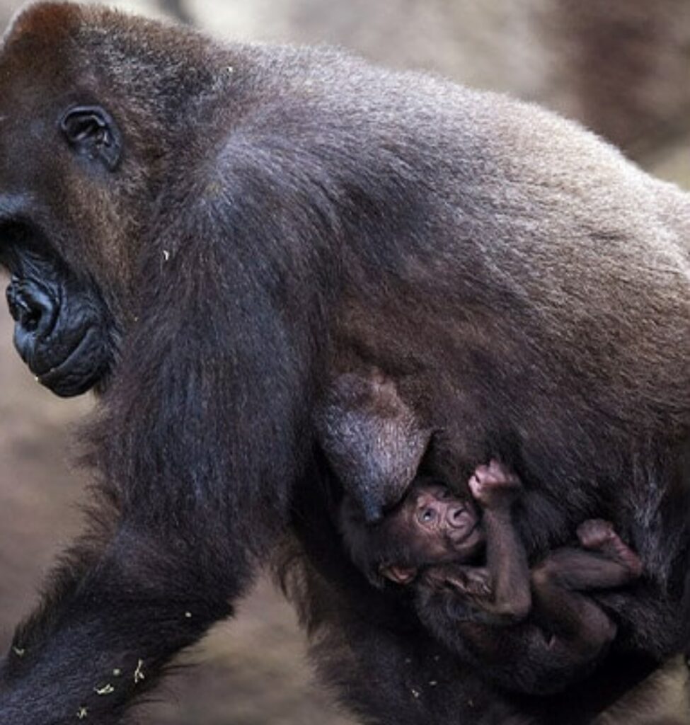 mamma gorilla abbraccia suo figlio