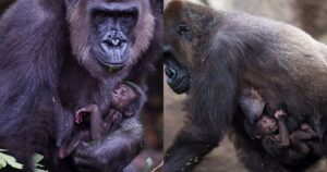 mamma gorilla abbraccia suo figlio