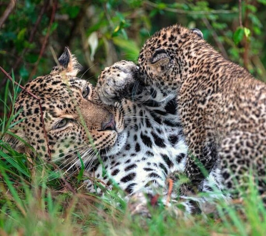 mamma leopardo sorride a suo figlio