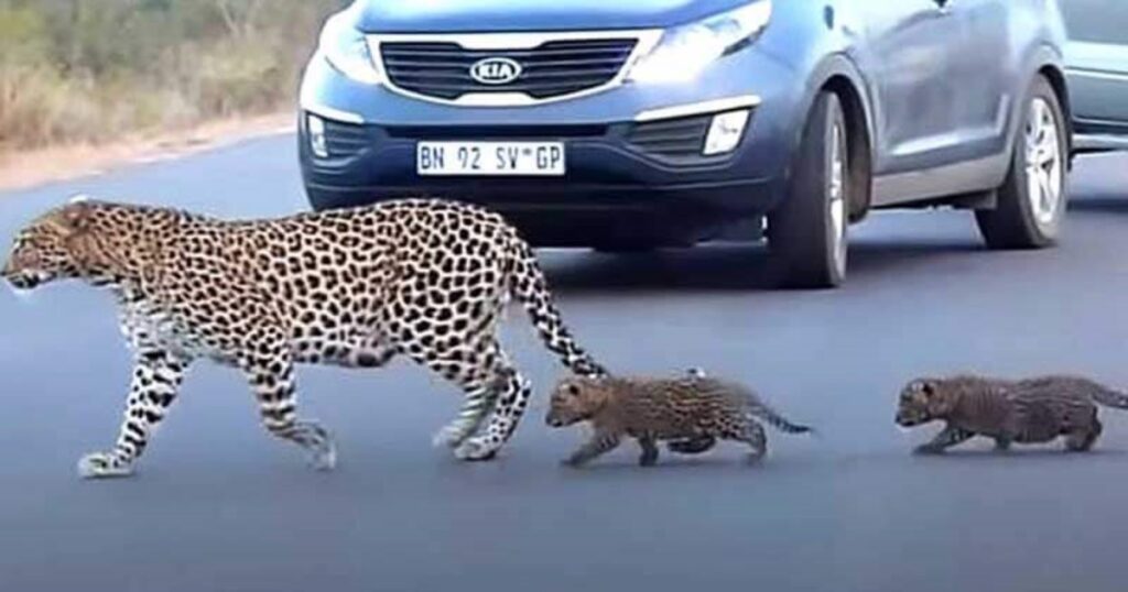 mamma leopardo e cuccioli attraversano la strada