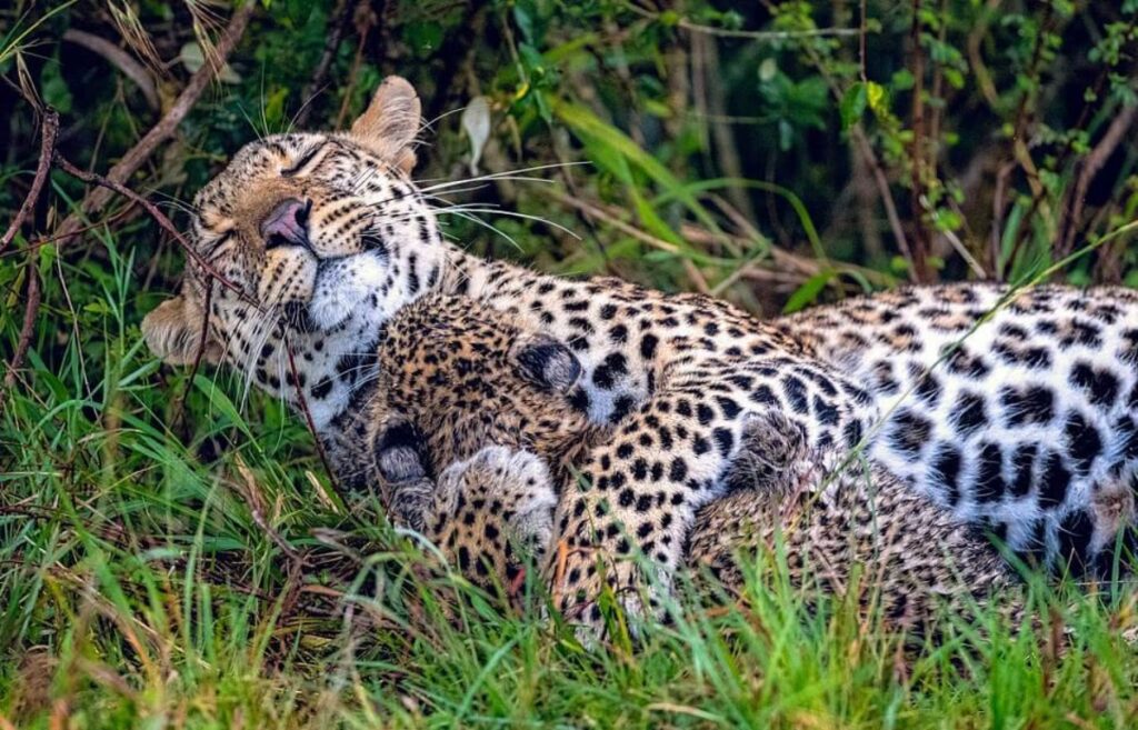 mamma leopardo sorride a suo figlio