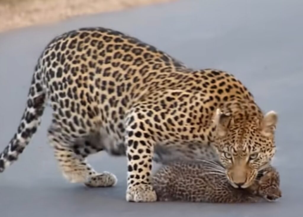 mamma leopardo e cuccioli attraversano la strada