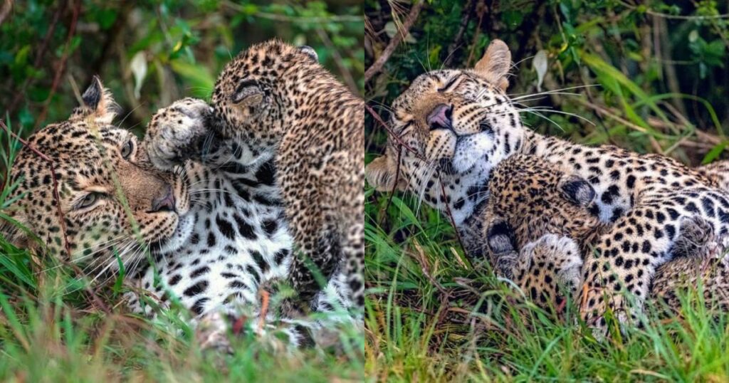mamma leopardo sorride a suo figlio