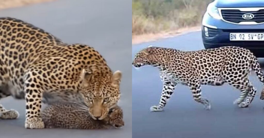 mamma leopardo e cuccioli attraversano la strada