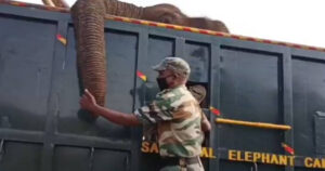 Il ranger è disperato per non essere riuscito a salvare la vita dell’elefante di cui si occupava (VIDEO)