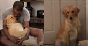 Golden Retriever ha imparato a condividere la sua vita con il nuovo cucciolo di casa, nonostante la gelosia (VIDEO)