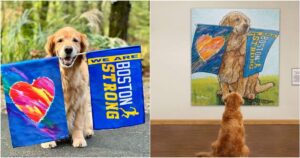 Onorano un Golden Retriever con un dipinto per aver partecipato per anni alla maratona di Boston: ora ha un cancro terminale