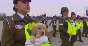 Poliziotte sfilano alla parata militare senza armi ma con piccoli cuccioli di Golden Retriever (VIDEO)