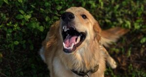 Golden Retriever star del web che si gode il relax a bordo piscina (VIDEO)