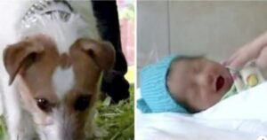 Un piccolo cucciolo trascina il suo padrone tra i cespugli quando vede un bambino che lotta per la sua vita