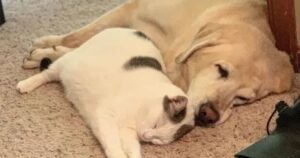 Un grosso Labrador adotta e cresce una gattina che era rimasta senza la mamma (VIDEO)