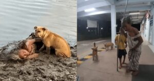 Cagnolini randagi proteggono anziana cieca in riva al fiume