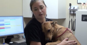 Un cucciolo di cane in ottima salute è stato salvato a 5 minuti da un’eutanasia non necessaria