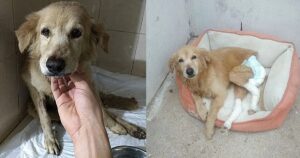 Golden Retriever è stato trovato a gattonare per strada, abbandonato dalla sua famiglia in quanto malato