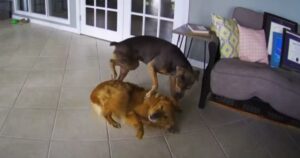 Golden Retriever viene soccorso dal suo amico cagnolone durante le convulsioni (VIDEO)