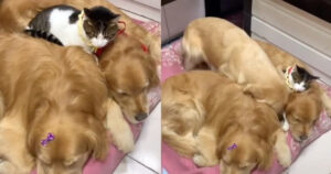Golden Retriever geloso del gattino di casa, pretende coccole dagli altri cani della famiglia (VIDEO)
