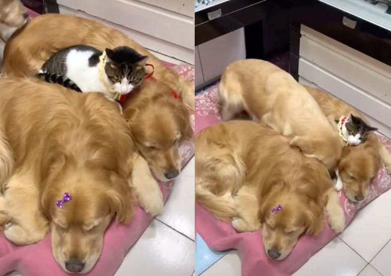 Golden retriever e gatto