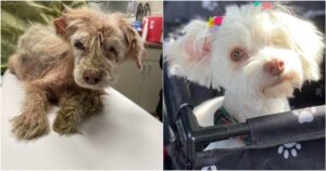 Salvano una cagnolina randagia e trasformano completamente la sua vita, dato che non aveva mai conosciuto la felicità