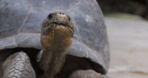 A ottant’anni la neomamma più vecchia del mondo è una tartaruga che ha partorito nove piccoli