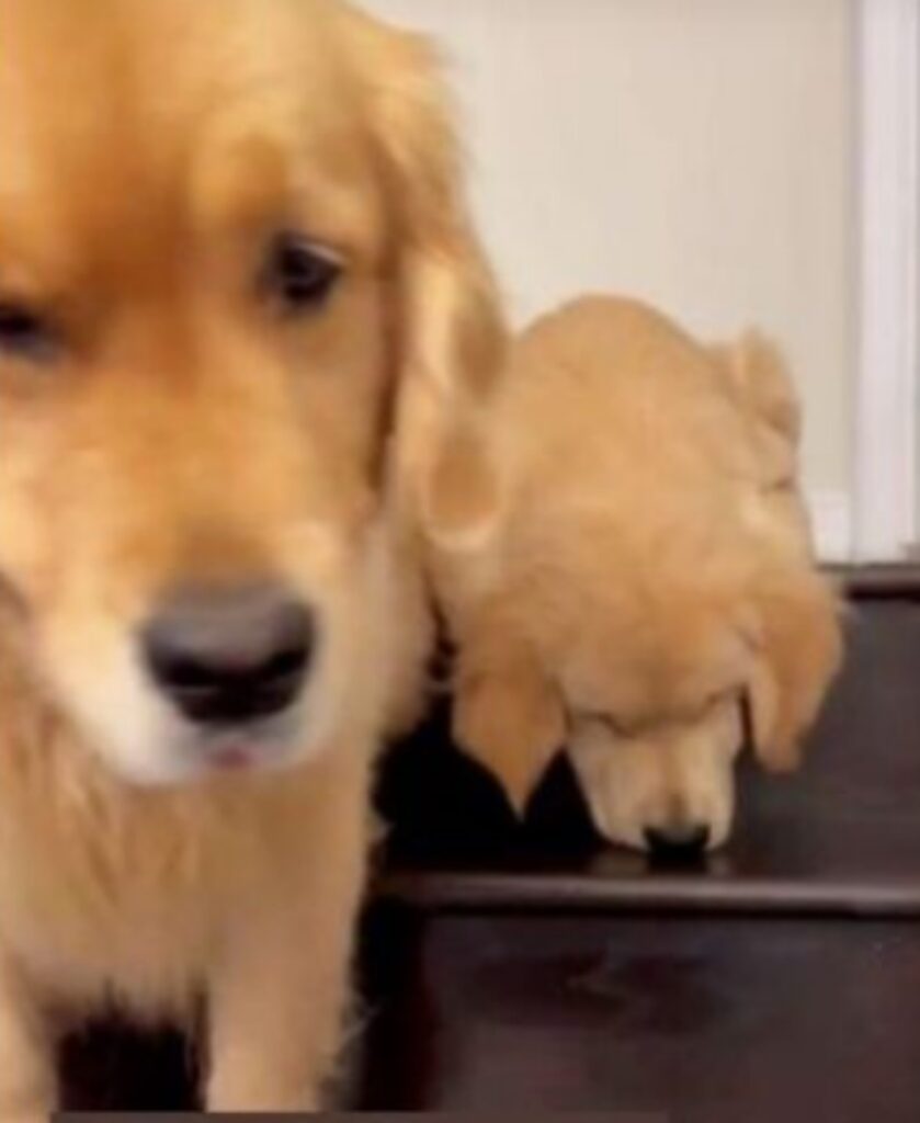cane aiuta cucciolo a scendere le scale