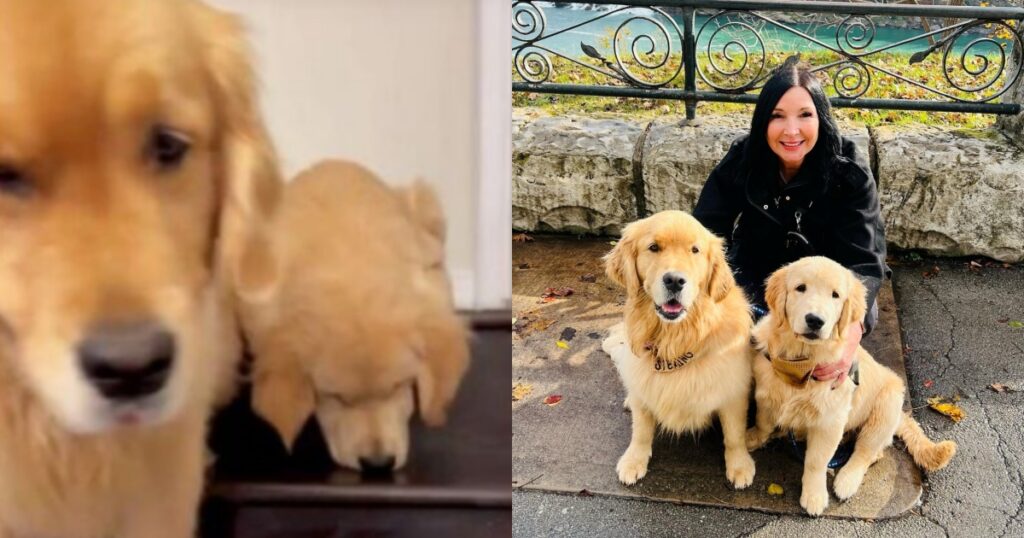 cane aiuta cucciolo a scendere le scale