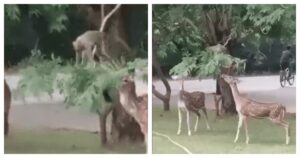 La scimmia vede i cervi in cerca di cibo e abbassa il ramo dell’albero in modo che possano nutrirsi (VIDEO)