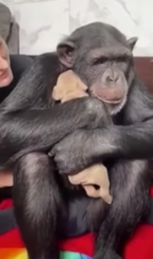 Scimpanzé abbraccia cucciolo di cane