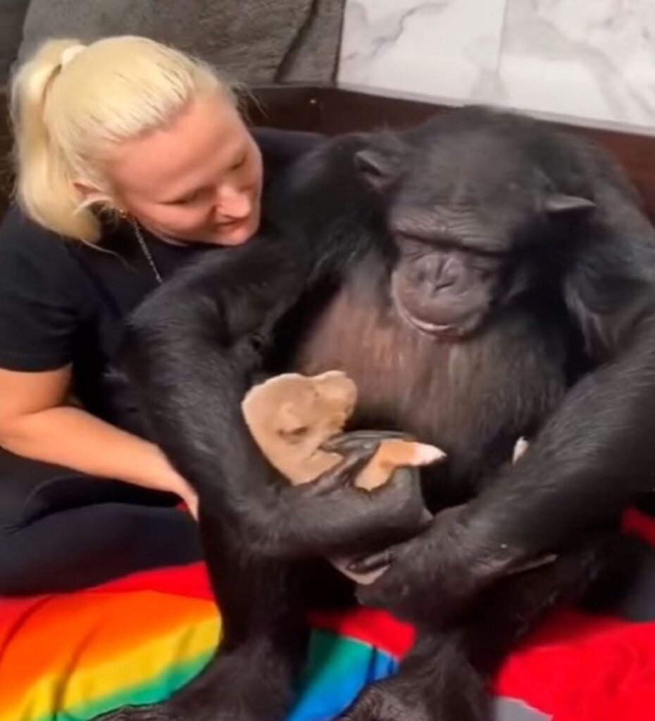 Scimpanzé abbraccia cucciolo di cane