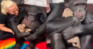 Scimpanzé abbraccia cucciolo di cane