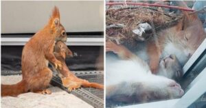Una bella famiglia di scoiattoli avvistata a costruire un nido e fare un pisolino fuori la finestra di un uomo