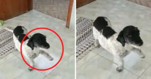 Cucciolo finge l’infortunio alla zampa per ricevere coccole e attenzioni dal padrone (VIDEO)