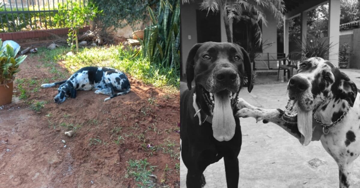 Cagnolino si rifiuta di lasciare la tomba del suo migliore amico canino ...