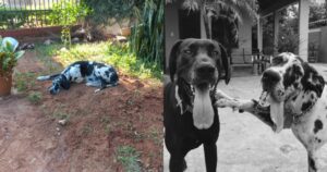 Cagnolino si rifiuta di lasciare la tomba del suo migliore amico canino (VIDEO)