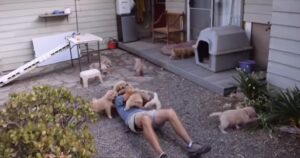 Uomo dolcemente attaccato da molti cuccioli di Golden Retriever adorabili (VIDEO)