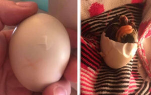 Una donna salva un uovo rotto e lo tiene nel petto fino alla schiusa (FOTO)