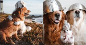 Watson e Kiko sono due Golden Retriever che stanno conquistando il web (VIDEO)