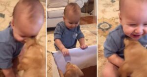 Per il suo primo compleanno il bambino riceve in regalo un cucciolo ed è subito felicissimo (VIDEO)