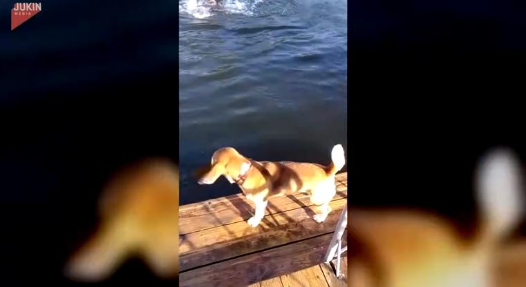 cagnolino beagle