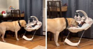 Labrador si prende cura del nuovo arrivato in casa: quando il bimbo piange corre a cullarlo (VIDEO)