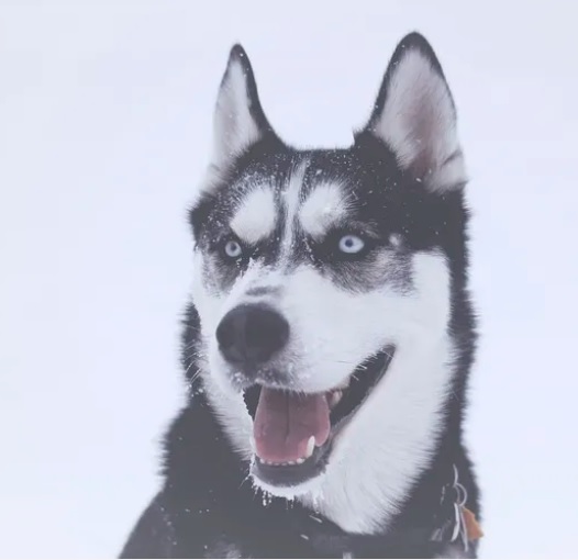 Husky