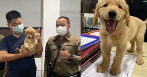 Cucciolo di Golden retriever viene arrestato e trattenuto dalla polizia thailandese