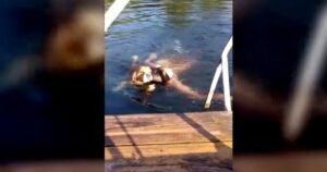 Il momento emozionante in cui il cagnolino si tuffa nel lago per salvare la padrona in pericolo (VIDEO)