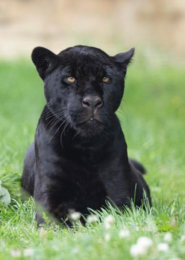 giaguaro nero