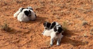 13 cuccioli salvati da una donna: erano abbandonati a se stessi nel mezzo del deserto dell’Arizona